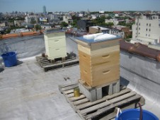 Rooftop beehives, Brooklyn New York
